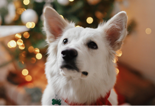 tips for safe pet holiday