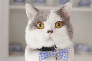 fall safety cats