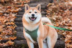 fall safety dogs