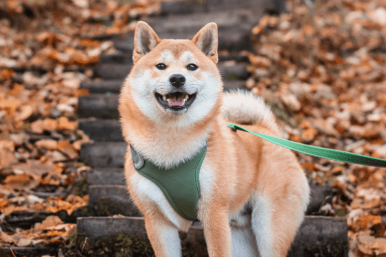 True or False: Glow sticks, while fun, are harmful to pets.