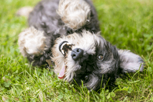 dog fall allergies