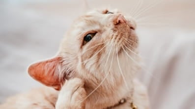 Get your cat ready! Fall allergies are just around the corner