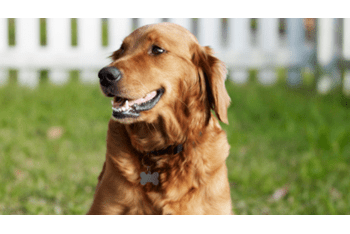 parasite prevention for dogs