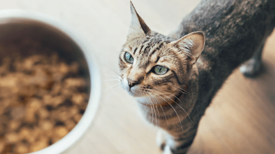 prevent pet poisoning