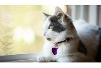 parasite prevention for cats