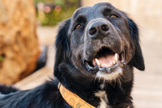 13 signs your dog’s arthritis is acting up