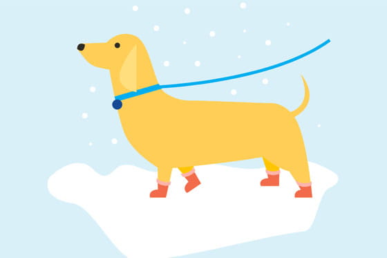How to keep your dog’s paws safe in winter
