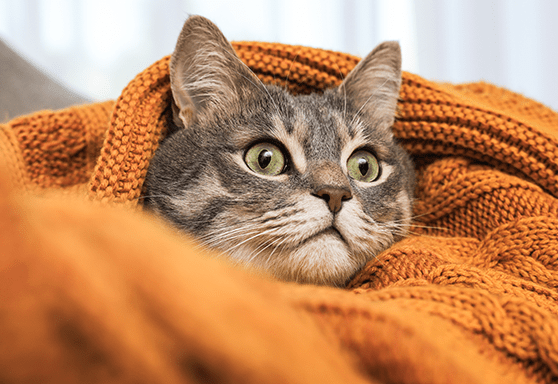 Start preparing your cat for fireworks now