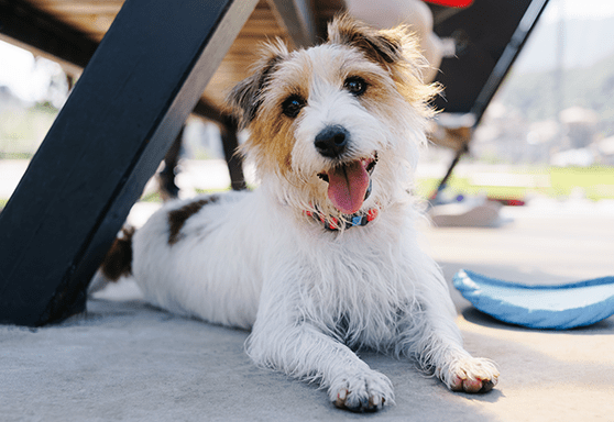 Beat the heat! Tips to keep your dog cool.