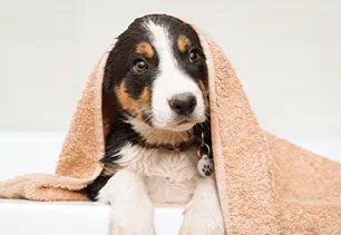 dog grooming and care