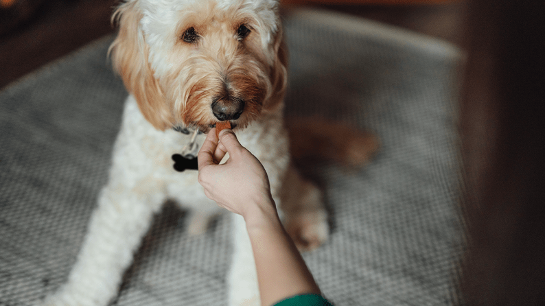 Thanksgiving food dos and don’ts for dogs