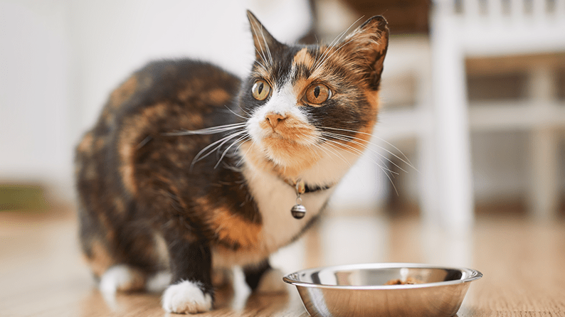 Fall food dos and don’ts for cats