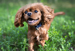 dog safety memorial day