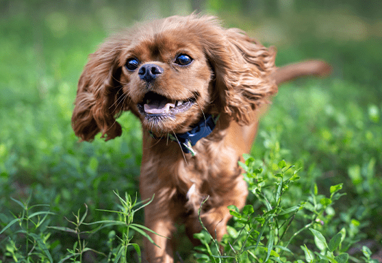 10 Tips to create a dog-safe garden oasis