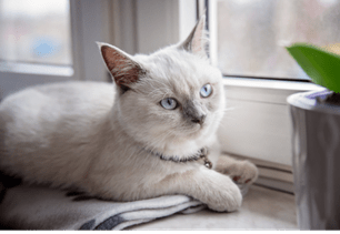 cat spring parasites