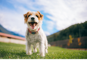 dog spring parasites