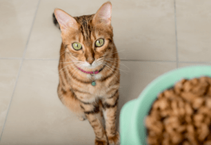 food safety cat