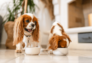 food safety dog