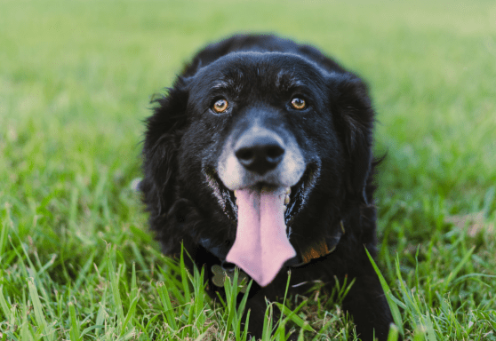 Why does my dog eat grass?