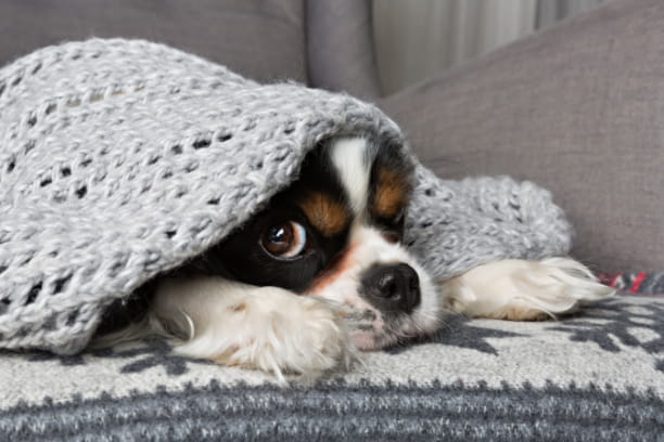 Helping your pet cope with fireworks