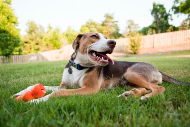 Outdoor outings? Don’t forget the parasite prevention