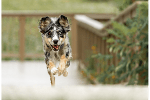 senior dog supplements