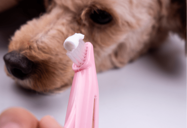 Prepare your pet to have their teeth brushed