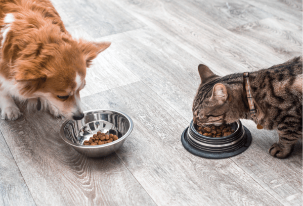 Everything you need to know about switching your pet to adult wellness food