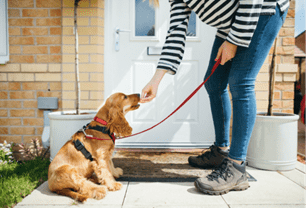 pet healthy teeth
