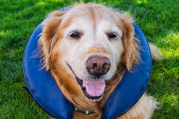 Alternatives to the Elizabethan Collar