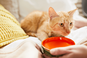 How to get your cat to drink more water 