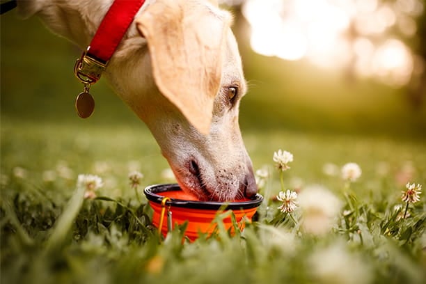 Hot pets - Not cool - Learn how to prevent heatstroke