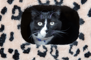 True or False: It's normal for cats to throw up regularly