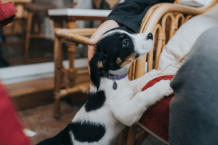 Train your dog to not to jump up on people