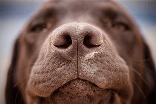 nose print
