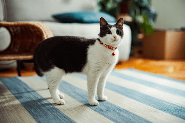 pet name