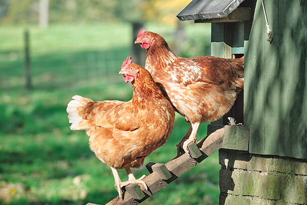 Protecting backyard chickens from avian flu