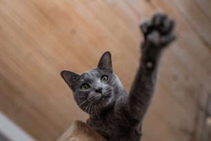 Cats Knocking Items