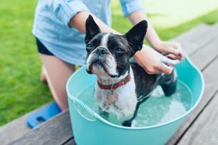 How To Choose The Right Dog & Cat Shampoo