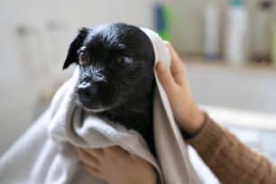 True or False: It’s okay to use human shampoos on pets 