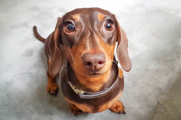 Tips and tricks to give your pet a pill