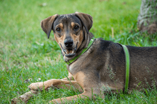 True or false airborne allergies