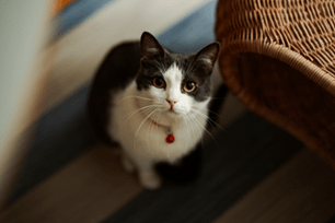 True or False: Cats always land on their feet