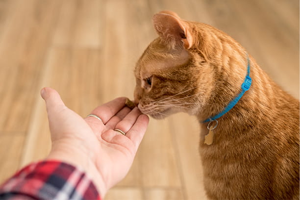 True or False? Treats should make up to 10% of your pet’s calories