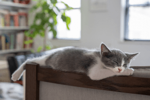 Why do cats sleep in weird places?