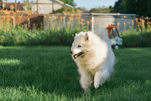 Why dogs kick grass