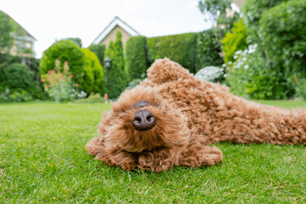Why dogs roll