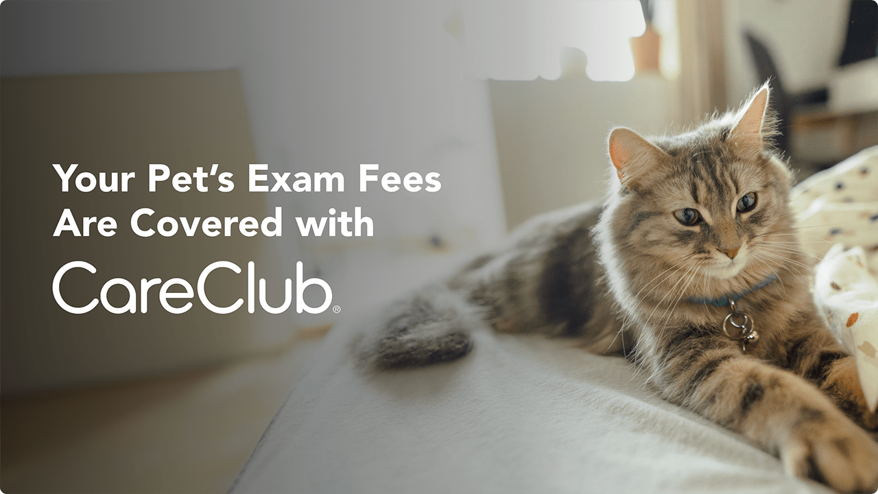 np-careclub-card-cat