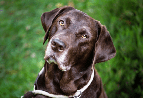 Prevent progression of doggie dementia in your senior dog
