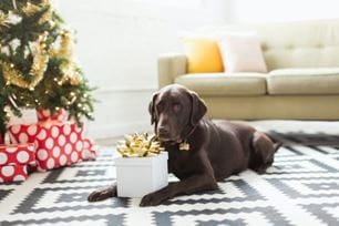 holiday pet gift ideas